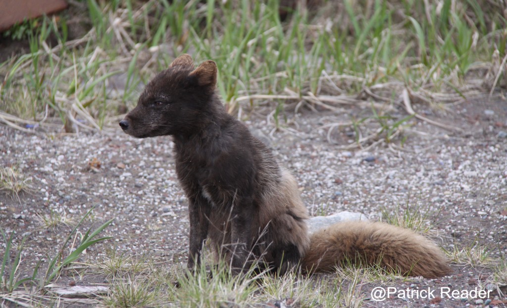 95_A comparer avec 37bis