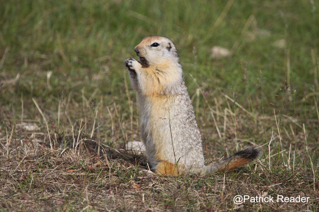 Patrick Reader Spermophile Arctique