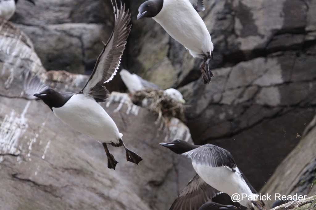 Patrick Reader birds low