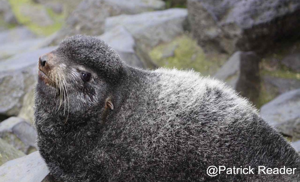 Patrick Reader cover mosaique 8bis