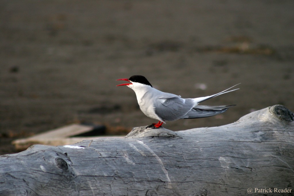 number-20Svalbard19jpeg---P