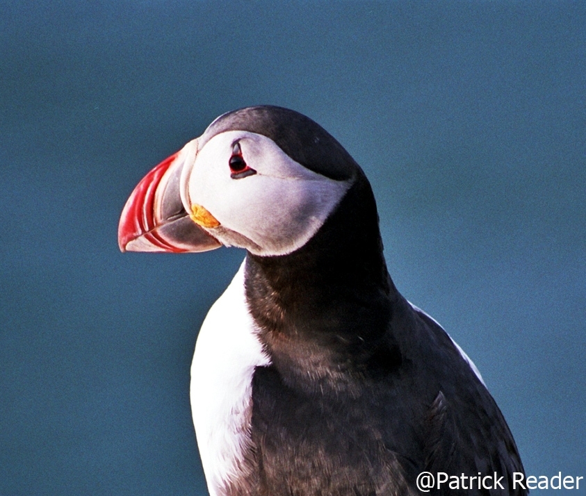 Macareux Moine, patrick reader
