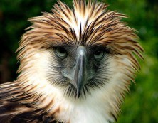 拯救美丽但濒临绝种的菲律宾雕（食猴鹰）!