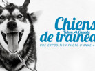 expo-photo-chiens-traineaux1