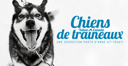 expo-photo-chiens-traineaux1