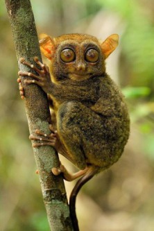 Let’s protect the Philippines Tarsier!