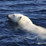 Patrick-Reader-polar-bear-1024x693-390x265