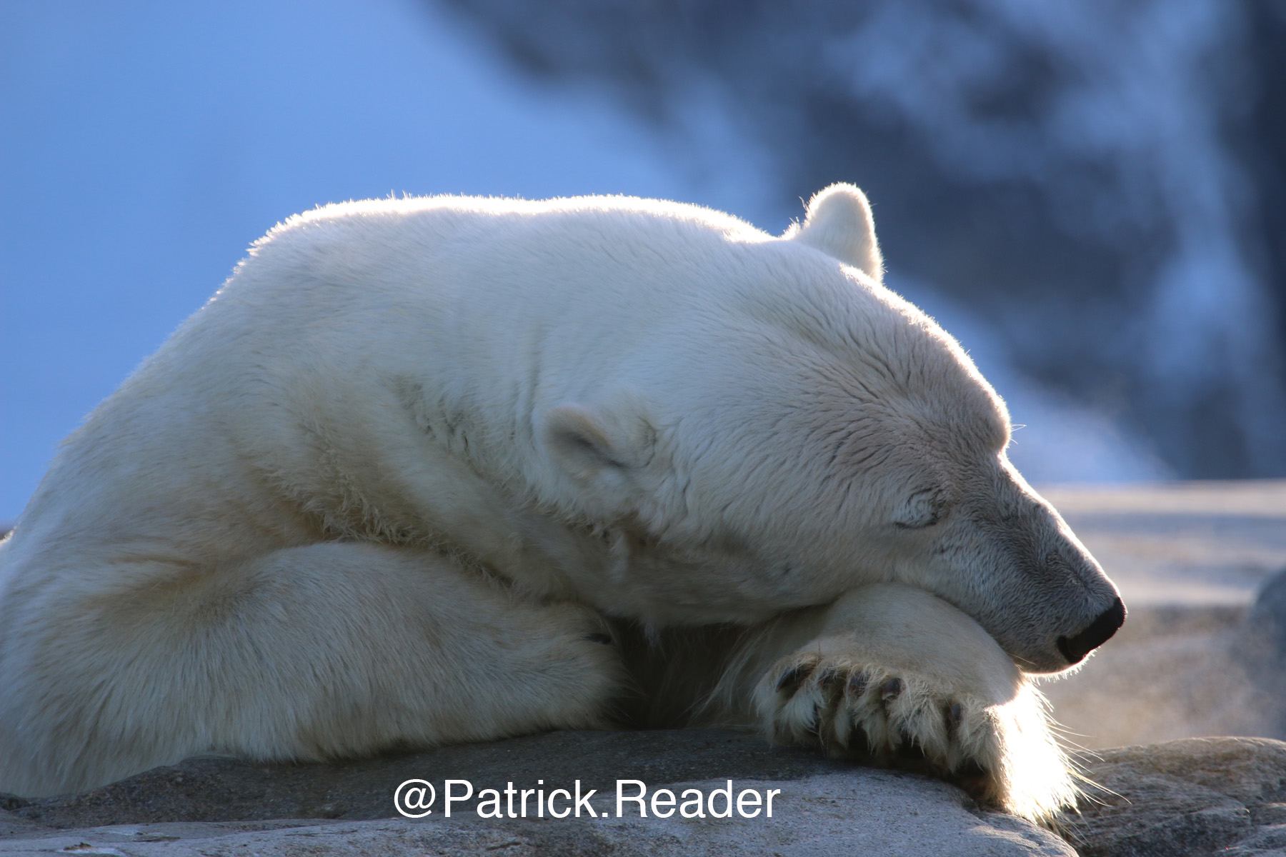 My sweet Arctic "Teddy Bear"...