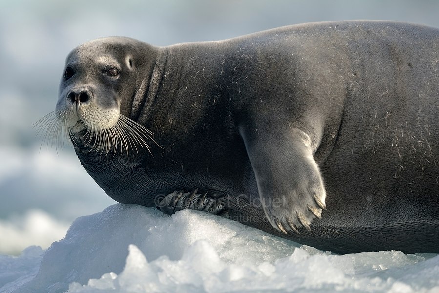 benoist clouet phoque