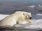north pole, polar bear, cliamt change, pack-ice, iceberg, arctic05, save the arctic, arctic news, arctic events, polar bear day, arctic05, arctic 05, arctic-05, arctic wildlife, ours, grizzly, océan arctique, grand nord