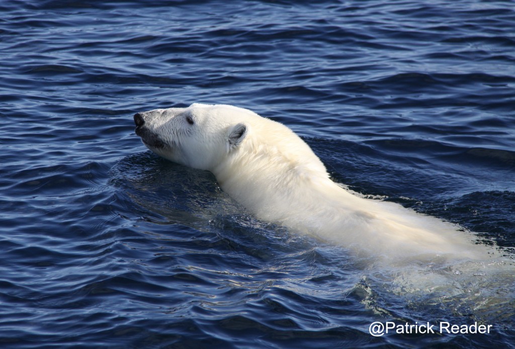 ours - polar bear day - patrick reader - the arctic - greenpeace - arctic05 - arctic ocean - ours polaire - sauvons l'arctique - save the arctic - arctic wildlife - arctic bear - icebergs