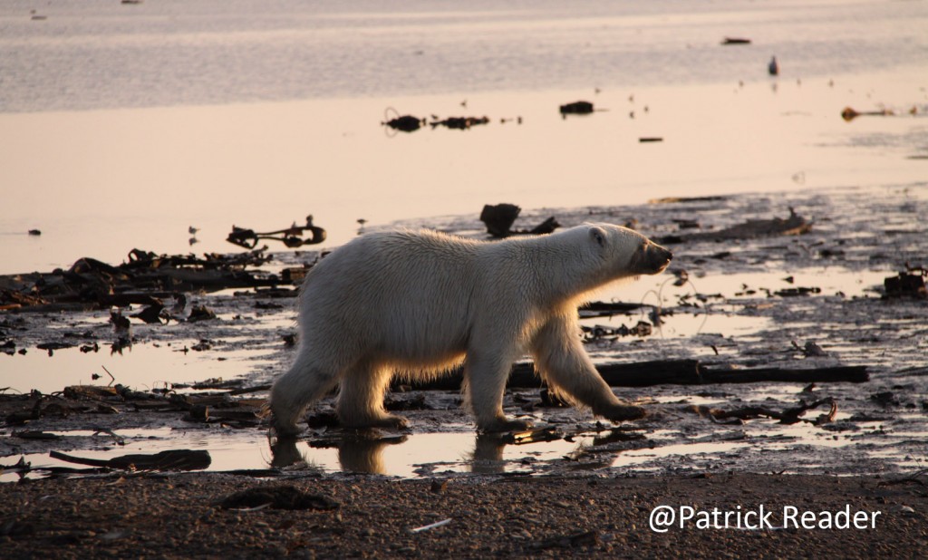 polar bear, arctic ocean, patrick reader photography, ours blanc, polar bear day, iceberg, climate change, arctic oil exploration, arctic 4 ever, we love the arctic, bears, arctic wildlife, arctic animals, the arctic, le grand nord, pôle nord