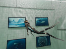 fred buyle, uccle, nemo 33, exposition photo, belge, plongée, apnée, piscine, bruxelles, nemo, requin, poisson, nageur, hobby, photographie de plongée, diving
