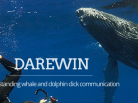 sperm whale, orcas, humpbacks, doplhins, darewin project, freediving, communicate with whales, cetacean, dauphin, baleine, whales, whales video, dolphin video, dolphin, ocean, big blue, grand bleu, ocean arctique, arctic ocean