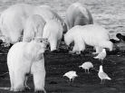 les ours polaires de Kaktovik, île aux ours, arctic05 news, Fanny M., ours polaires, expo sur les ours, photographie d'ours, barter island, les inuits, baleine, polar bears, the arctic, arctic bear, images d'ours, le roi de l'arctique, faune polaire