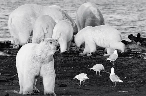 les ours polaires de Kaktovik, île aux ours, arctic05 news, Fanny M., ours polaires, expo sur les ours, photographie d'ours, barter island, les inuits, baleine, polar bears, the arctic, arctic bear, images d'ours, le roi de l'arctique, faune polaire