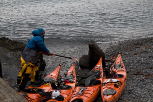 photo: SG2010, SG2010,south georgia, sea kayak, kayak protection, elephant seal, kayaking south georgia - copie