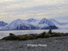spitzbergen walrus, svalbard wildlife, walrus, patrick reader photography, arctic05, arctic 05, walrus observation, arctic ocean, walruses, morses, walrus attack, attaque de morse, kayak, walrus documentary, pack-ice, ours polaire, polar bear