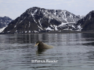 svalbard walrus, spitzbergen wildlife, walrus, patrick reader photography, arctic05, arctic 05, walrus observation, arctic ocean, walruses, morses, walrus attack, attaque de morse, kayak, walrus documentary, pack-ice, ours polaire, polar bear