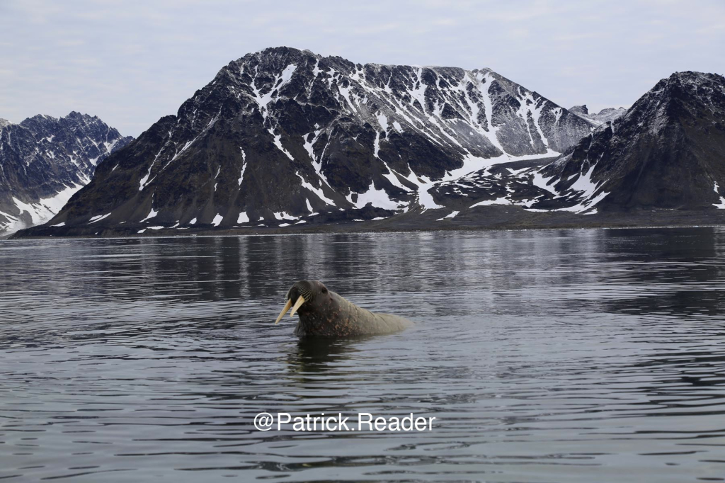 svalbard walrus, spitzbergen wildlife, walrus, patrick reader photography, arctic05, arctic 05, walrus observation, arctic ocean, walruses, morses, walrus attack, attaque de morse, kayak, walrus documentary, pack-ice, ours polaire, polar bear