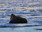 walrus, patrick reader photography, arctic05, arctic 05, walrus observation, arctic ocean, walruses, morses, walrus attack, attaque de morse, kayak, walrus documentary, pack-ice, ours polaire, polar bear, svlabard, spizbergen