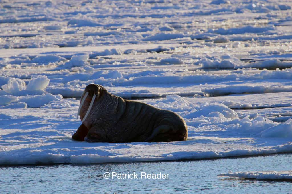 walrus, patrick reader photography, arctic05, arctic 05, walrus observation, arctic ocean, walruses, morses, walrus attack, attaque de morse, kayak, walrus documentary, pack-ice, ours polaire, polar bear, svlabard, spizbergen