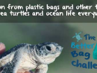 sea turtles, sea protection, plastic bags, world oceans day, 8th of june, plastic and sea pollution, marine mammals, dolphins, sharks, whales, the arctic ocean, turtles, reduce plastic,
