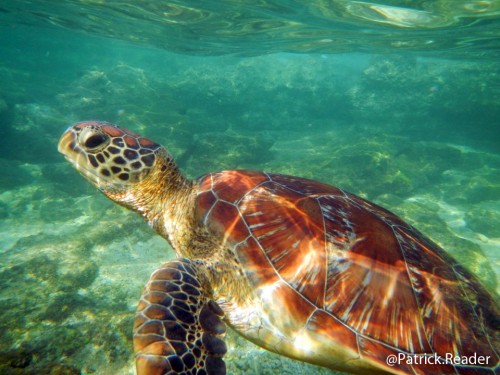 sea turtles, tortue, plastic bags, world oceans day, journée internationale des océans, plastique en mer, tortues de mer, coraux, ocean protection, arctic ocean, patrick reader photography, arctic05