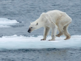 Sauvons ou coulons l&rsquo;Arctique?