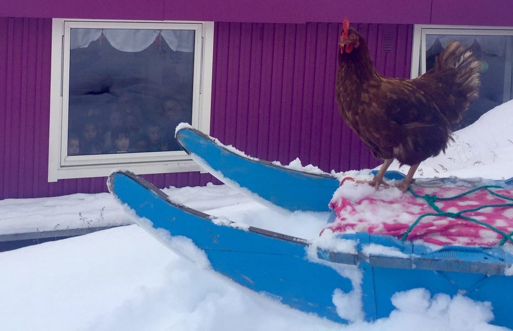 Guirec-et-monique, voyagedyvinec, tour du monde, poule, une poule en arctique, voile en arctique, groenland, arctic05 news, upernavik, france, voile polaire