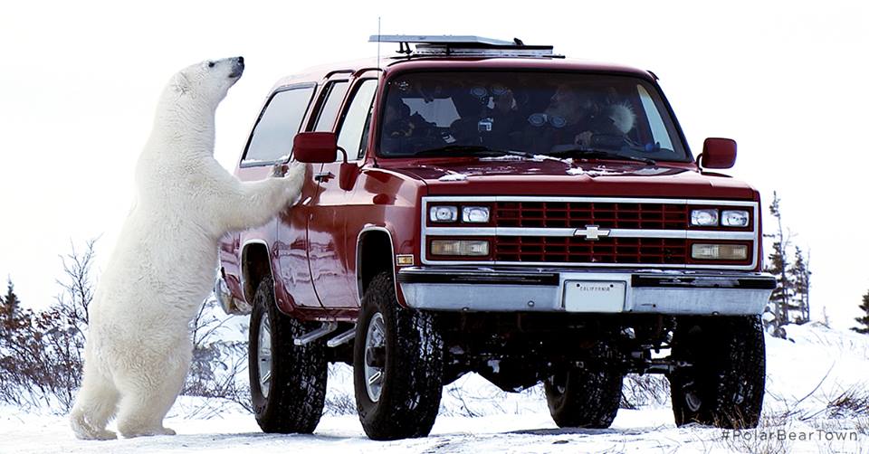 Polar Bear Town, OLN Canada, Churchill Manitoba, Canada, Tv show, Polar bears, Arctic Tv, ours polaire, tourists and bears, ours à Churchill