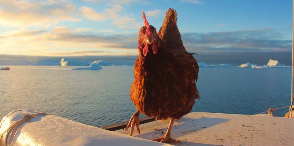 Le voyage d'Yvinec, une poule en Arctic, Guirec et Monique au Groenland, Arctic05, expédition polaire à la voile, voile en arctique, coq et poule, icerberg, au bout de vos rêves