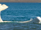 Nansen Weber photography, Arctic animals, Beluga, Beluga video, Arctic wildlife, Arctic05, save the arctic, arctic4ever, climate change, somerset island, nunavut, northwest passage