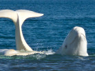 Nansen Weber photography, Beluga, Beluga picture, baleine blanche, white whales, Arctic wildlife, Arctic05, arctic4ever, climate change, cunningham inlet, nunavut, ours, polar bears, canada