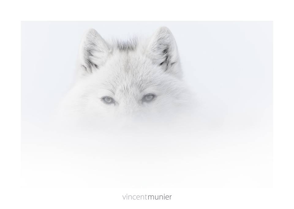 Vincent Munier photographer, loup polaire, livre polaire arctique, grand nord, loup blanc, photographie et art, arctic05, les merveilles de l'arctique, the arctic, book