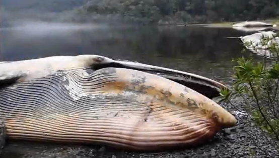 Endangered Sei Whales, Chile, patagonia, cetaceans, ocean protection, water pollution, whales, baleines, patagonie, virus, toxic ocean, sea and whales