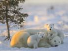 Michel Rawicki Photographer, Paris, France, Canada-Manitoba-Churchill-Ours polaire et oursons-Photo Michel Rawicki, Arctic exhibition in Paris