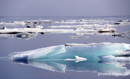 Patrick Reader photographer, arctic news, arctic05, pack-ice, banquise, océan arctique, ours, canada, usa, russie, greenland, norway, ice, polar bears, nature protection