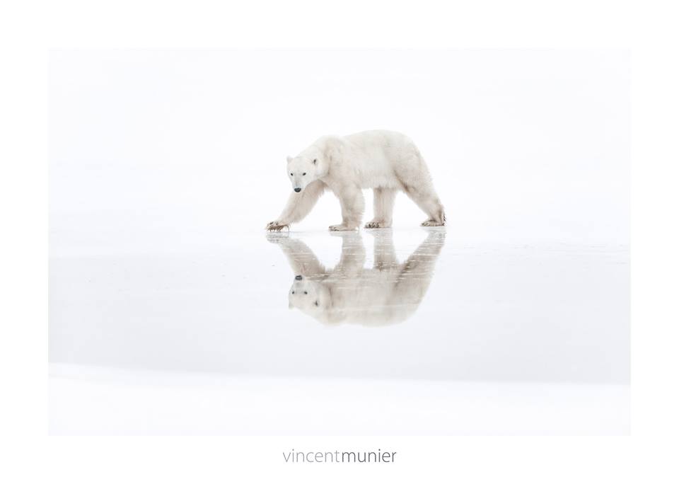 Vincent-Munier-grand-nord-livre-polaire-ARCTIQUE-arctic05-faune-et-flore-polaire-france - photographe animalier - arctic pictures, ice bear