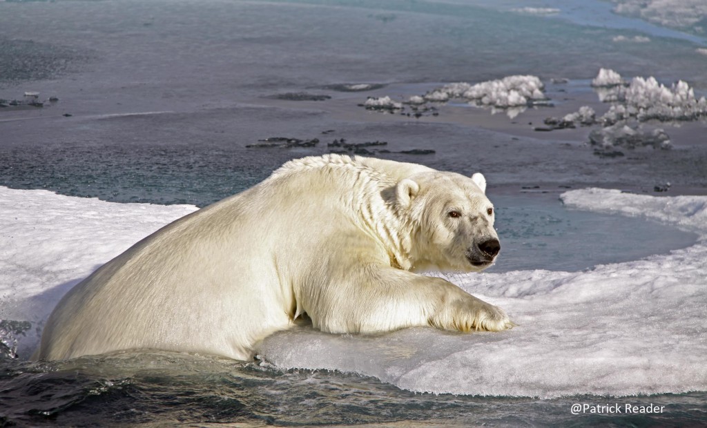 polar bears in danger, patrick reader photography, arctic05, snow & ice data center, arctic sea ice, climate change, ours polaire en danger, banquise, océan arctique, satellite, video des glaces