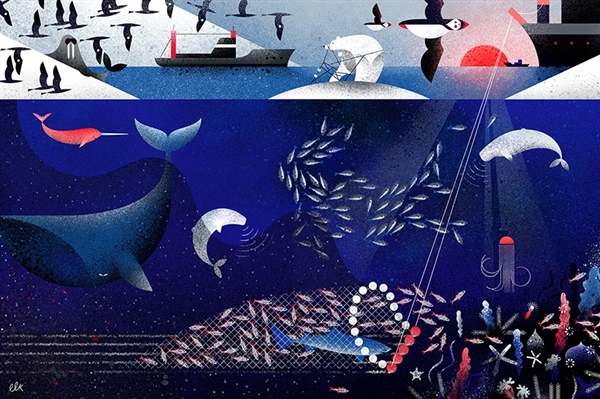 Eve Lloyd Knight, greenpeace, arctic ocean, arctic protection, bottom trawling, save the arctic, destructive fishing in the arctic, norway, fishing industries, pêche en arctique, we love the arctic