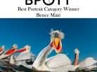 Bird Photographer of the Year Ltd, Bence Maté, Photography competition, oiseaux, ornithologie, birds lover, nature, bird pictures