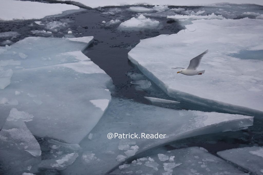 Glaucous gull, goéland bourgmestre, Patrick Reader Wildlife Photographer, banquise, pack ice, Arctic ocean, Arctic05, birds, oiseaux, océan arctique, Svalbard, Spitsbergen, glace