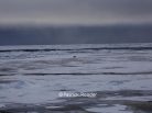 Ours polaire, Arctic Ocean, banquise, Arctic05, Patrick Reader Wildlife Photography, Svalbard, Spistbergen, Polar bear, climate change, fonte des glaces