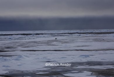 Ours polaire, Arctic Ocean, banquise, Arctic05, Patrick Reader Wildlife Photography, Svalbard, Spistbergen, Polar bear, climate change, fonte des glaces