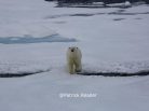 Polar bear, ours blanc, Patrick Reader Wildlife Photography, Svalbard, pack ice, banquise, images ours, spitsbergen, climate change