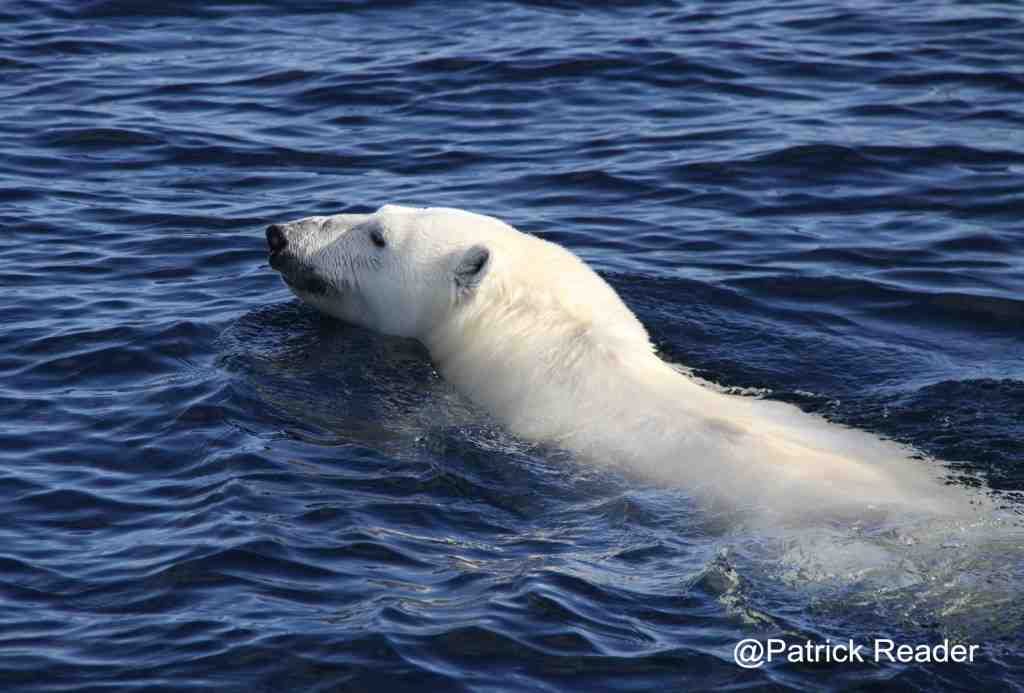 Nanook, Polar bear, Patrick Reader wildlife photographer, arctic05, save polar bears, save the arctic, arctic 4 ever, sauvons l'arctique, climate change, banquise