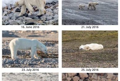 Thin polar bears on northern Svalbard, Kerstin Langenberger Photography, climate change, skinny bear, svalbard, arctic05, spitsbergen, bear observation, science
