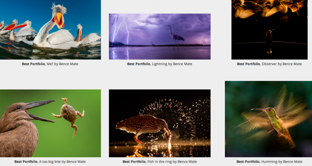 Bird Photographer of the Year 2015, images d'oiseaux, concours de photographie, BTO, Paul Sterry, Andrew Cleave, arctic05, ornithologie, bird wildlife, oiseaux