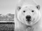 David Yarrow - 'Hello' (ALASKA, USA, 2015), polar bear, images ours polaire, leonhard's gallery, grand nord, arctic05, photography event, antwerpen, anvers, wildlife photographer